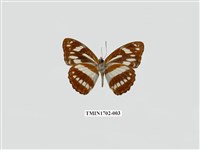 藏品(寬帶蛺蝶)的圖片